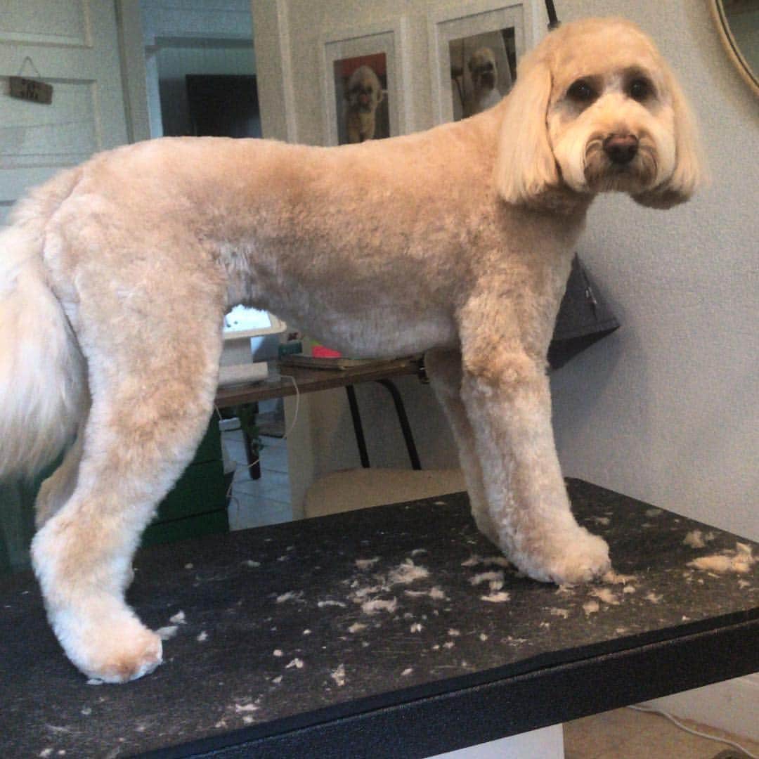 Dogs by Ginaのインスタグラム：「Doodles 🙈 . . . #napadogs #dogsofnapavalley #napaca #dogsofnapa #dogsofnapawineries #napavalley #doggroomer #doggroomers #napadogmoms #napadogslife #napadog #napavalleydog」