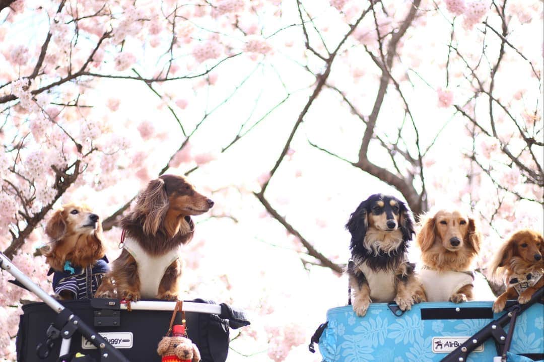 ?モデル?大地?さんのインスタグラム写真 - (?モデル?大地?Instagram)「♪🐾2019*3*19🐾 .  @riku.haru.karin 🐾りく君🐾はる君🐾かりんちゃん達と一緒に行った 南足柄の🌸春めき桜🌸お散歩🎶😄 . 🌸春木径を歩いていたら 前から、すっごく小さくて ❤可愛いこが歩いて来たので 思わずお声を掛けさせて頂いちゃいました🎶😁 . @mikan2kanzume 🐾ショコラちゃん2歳🎀 (カートの1番👉右側😉) . 体重は2kgとの事で😆 抱っこさせて頂いたら ほぼ重さを感じないエアリー感🎶😆😆😆 . . 昨年、松田町の💛蝋梅園に行った際 あまりにも❤可愛くて声を掛けさせて頂いた 🐾ショコラちゃんでした🎶😄 . . これから🐾お散歩が気持ち良い季節になるので また何処かでお会い出来たら嬉しいな〜🎶😆😆😆 . . 📷Photo by izumiさん🎶 @riku.haru.karin . . 🐾🐾🐾🐾🐾🐾🐾🐾🐾🐾🐾🐾🐾🐾 . #大地#大好き#だいすき #いつも一緒#ずっと一緒 #大地なしでは生きて行けませんw #いぬ#イヌ#犬#わんこ . #ワンコ#愛犬#いぬばか部 #犬バカ部#いぬら部#いぬすたぐらむ #犬のいる暮らし#犬の生活が第一 #pecoいぬ部 . #横浜#yokohama#神奈川 #桜#散歩#お散歩#春 #ミニチュアダックスフンド#ミニチュアダックス #ダックスフンド#ダックス」3月19日 11時31分 - sachi_daichi