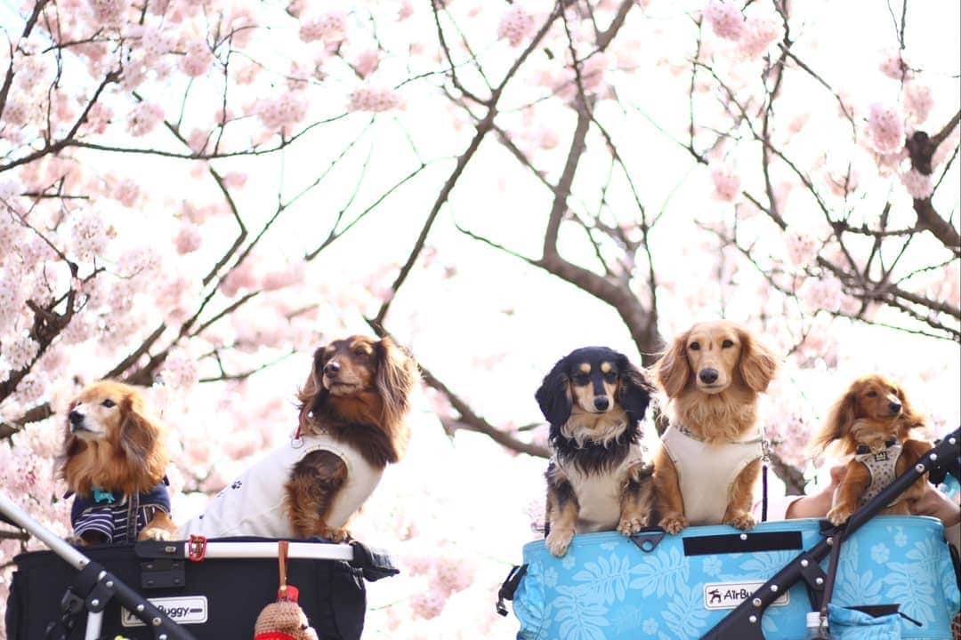 ?モデル?大地?さんのインスタグラム写真 - (?モデル?大地?Instagram)「♪🐾2019*3*19🐾 .  @riku.haru.karin 🐾りく君🐾はる君🐾かりんちゃん達と一緒に行った 南足柄の🌸春めき桜🌸お散歩🎶😄 . 🌸春木径を歩いていたら 前から、すっごく小さくて ❤可愛いこが歩いて来たので 思わずお声を掛けさせて頂いちゃいました🎶😁 . @mikan2kanzume 🐾ショコラちゃん2歳🎀 (カートの1番👉右側😉) . 体重は2kgとの事で😆 抱っこさせて頂いたら ほぼ重さを感じないエアリー感🎶😆😆😆 . . 昨年、松田町の💛蝋梅園に行った際 あまりにも❤可愛くて声を掛けさせて頂いた 🐾ショコラちゃんでした🎶😄 . . これから🐾お散歩が気持ち良い季節になるので また何処かでお会い出来たら嬉しいな〜🎶😆😆😆 . . 📷Photo by izumiさん🎶 @riku.haru.karin . . 🐾🐾🐾🐾🐾🐾🐾🐾🐾🐾🐾🐾🐾🐾 . #大地#大好き#だいすき #いつも一緒#ずっと一緒 #大地なしでは生きて行けませんw #いぬ#イヌ#犬#わんこ . #ワンコ#愛犬#いぬばか部 #犬バカ部#いぬら部#いぬすたぐらむ #犬のいる暮らし#犬の生活が第一 #pecoいぬ部 . #横浜#yokohama#神奈川 #桜#散歩#お散歩#春 #ミニチュアダックスフンド#ミニチュアダックス #ダックスフンド#ダックス」3月19日 11時31分 - sachi_daichi