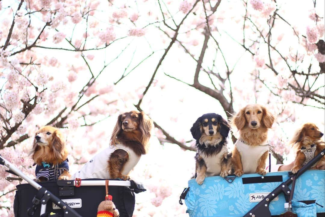 ?モデル?大地?さんのインスタグラム写真 - (?モデル?大地?Instagram)「♪🐾2019*3*19🐾 .  @riku.haru.karin 🐾りく君🐾はる君🐾かりんちゃん達と一緒に行った 南足柄の🌸春めき桜🌸お散歩🎶😄 . 🌸春木径を歩いていたら 前から、すっごく小さくて ❤可愛いこが歩いて来たので 思わずお声を掛けさせて頂いちゃいました🎶😁 . @mikan2kanzume 🐾ショコラちゃん2歳🎀 (カートの1番👉右側😉) . 体重は2kgとの事で😆 抱っこさせて頂いたら ほぼ重さを感じないエアリー感🎶😆😆😆 . . 昨年、松田町の💛蝋梅園に行った際 あまりにも❤可愛くて声を掛けさせて頂いた 🐾ショコラちゃんでした🎶😄 . . これから🐾お散歩が気持ち良い季節になるので また何処かでお会い出来たら嬉しいな〜🎶😆😆😆 . . 📷Photo by izumiさん🎶 @riku.haru.karin . . 🐾🐾🐾🐾🐾🐾🐾🐾🐾🐾🐾🐾🐾🐾 . #大地#大好き#だいすき #いつも一緒#ずっと一緒 #大地なしでは生きて行けませんw #いぬ#イヌ#犬#わんこ . #ワンコ#愛犬#いぬばか部 #犬バカ部#いぬら部#いぬすたぐらむ #犬のいる暮らし#犬の生活が第一 #pecoいぬ部 . #横浜#yokohama#神奈川 #桜#散歩#お散歩#春 #ミニチュアダックスフンド#ミニチュアダックス #ダックスフンド#ダックス」3月19日 11時31分 - sachi_daichi