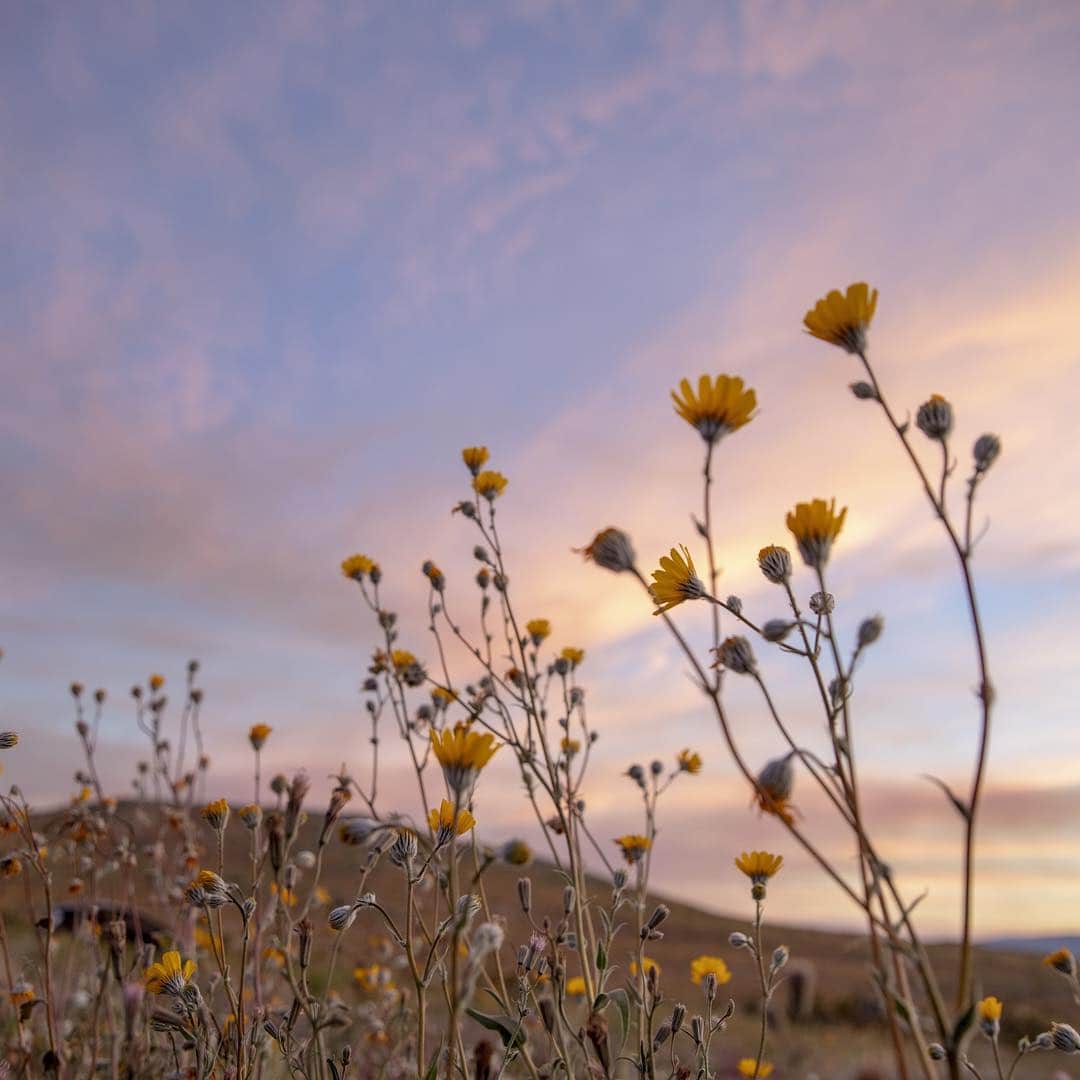 CNNさんのインスタグラム写真 - (CNNInstagram)「This year’s wildflower super bloom 🌺 in Southern California isn’t just stunning, it’s also providing a feast for swarms of painted lady butterflies 🦋 making their way north from Mexico. The orange and black butterflies, which are often mistaken for monarchs, tend to migrate in waves and thrive when there’s a super bloom. “There’s no missing them when they go like bats out of hell and they’re going in a straight line from southeast to northwest,” said one professor who has been studying butterflies in California since 1972. (📸: Kyle Grillot/Bloomberg via Getty Images, David McNew via Getty Images)」3月19日 11時45分 - cnn