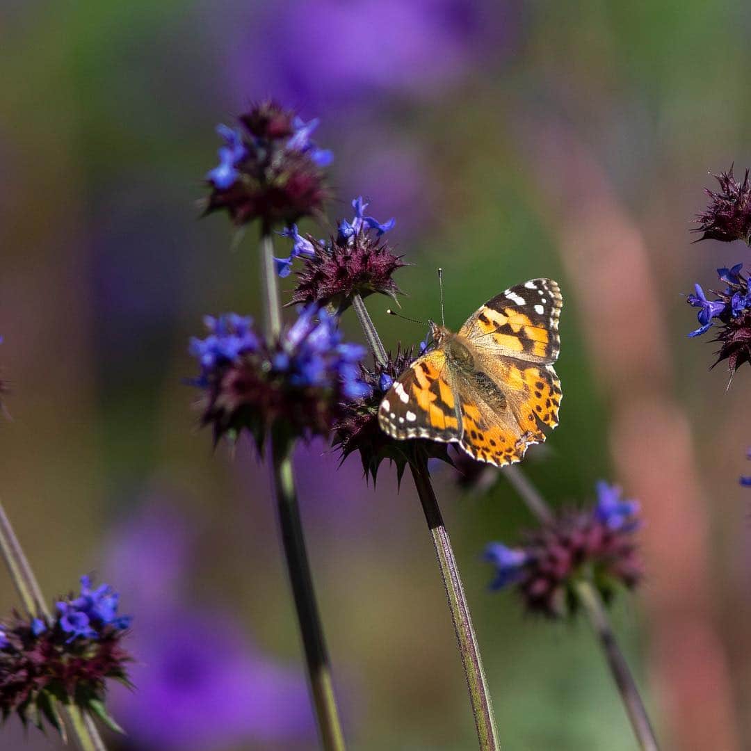 CNNさんのインスタグラム写真 - (CNNInstagram)「This year’s wildflower super bloom 🌺 in Southern California isn’t just stunning, it’s also providing a feast for swarms of painted lady butterflies 🦋 making their way north from Mexico. The orange and black butterflies, which are often mistaken for monarchs, tend to migrate in waves and thrive when there’s a super bloom. “There’s no missing them when they go like bats out of hell and they’re going in a straight line from southeast to northwest,” said one professor who has been studying butterflies in California since 1972. (📸: Kyle Grillot/Bloomberg via Getty Images, David McNew via Getty Images)」3月19日 11時45分 - cnn