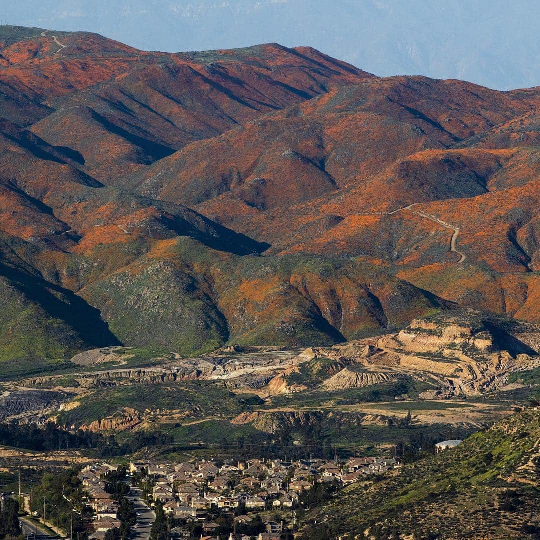 CNNさんのインスタグラム写真 - (CNNInstagram)「This year’s wildflower super bloom 🌺 in Southern California isn’t just stunning, it’s also providing a feast for swarms of painted lady butterflies 🦋 making their way north from Mexico. The orange and black butterflies, which are often mistaken for monarchs, tend to migrate in waves and thrive when there’s a super bloom. “There’s no missing them when they go like bats out of hell and they’re going in a straight line from southeast to northwest,” said one professor who has been studying butterflies in California since 1972. (📸: Kyle Grillot/Bloomberg via Getty Images, David McNew via Getty Images)」3月19日 11時45分 - cnn