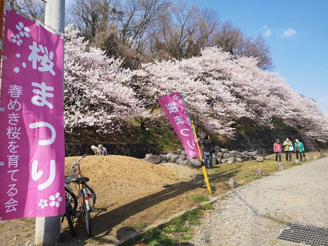 ?モデル?大地?さんのインスタグラム写真 - (?モデル?大地?Instagram)「♪🐾2019*3*19🐾 . 3/17は @riku.haru.karin 🐾りく君🐾はる君🐾かりんちゃんと一緒に . 南足柄市の 🌸『一ノ堰ハラネ🌸春めき桜まつり』と 🌸『春木径*幸せ道桜まつり』に行って来たよ🎶😄 . 祭祀に行ったのは 『一ノ堰ハラネ🌸春めき桜まつり』😉 . 約120本の🌸春めき桜が斜面に咲いていて 下から見ても上から見ても とても綺麗でした🎶😆😆😆 . . 🐾🐾🐾🐾🐾🐾🐾🐾🐾🐾🐾🐾🐾🐾 . #大地#大好き#だいすき #いつも一緒#ずっと一緒 #大地なしでは生きて行けませんw #いぬ#イヌ#犬#わんこ . #ワンコ#愛犬#いぬばか部 #犬バカ部#いぬら部#いぬすたぐらむ #犬のいる暮らし#犬の生活が第一 #pecoいぬ部 . #横浜#yokohama#神奈川 #桜#散歩#お散歩#春 #ミニチュアダックスフンド#ミニチュアダックス #ダックスフンド#ダックス」3月19日 11時53分 - sachi_daichi