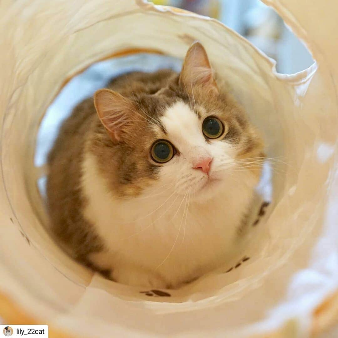 猫壱（ねこいち•ネコイチ）さんのインスタグラム写真 - (猫壱（ねこいち•ネコイチ）Instagram)「まんまるお目目👀 ▫ ▫ #狙ってるのは #紐だったのかな❤ ▫ ▫ :::::::::#猫壱 ::::::: Instagramに登場した商品はプロフィールのリンクよりご覧いただけます🎶 お写真の商品は#キャットトンネルスパイラル 木目柄 でした✨ 気になる方は @necoichicojp からチェックしてくださいね❤ ▫ ▫ Repost from @lily_22cat thank-you💕💕💕💕」3月19日 12時05分 - necoichicojp