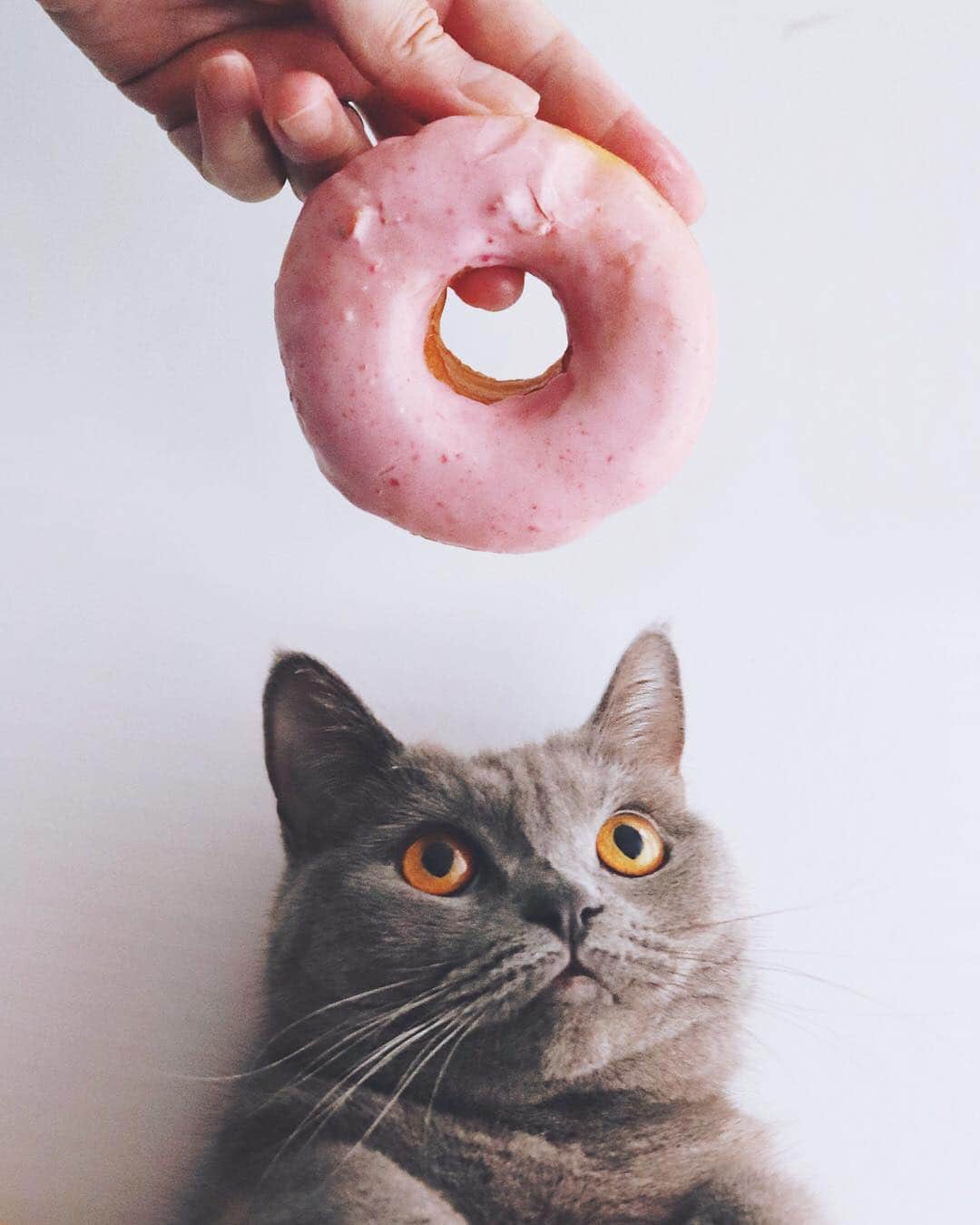 樋口正樹さんのインスタグラム写真 - (樋口正樹Instagram)「Doughnuts🌸 . 春色のドーナツ。 うちのまわりも 桜が咲きました。 . 写真は上下とで 別撮りしたもの 合わせています。 . #ドーナツ #春色 #おやつとボナさん #doughnuts #donuts #britishshorthair」3月19日 12時06分 - higuccini