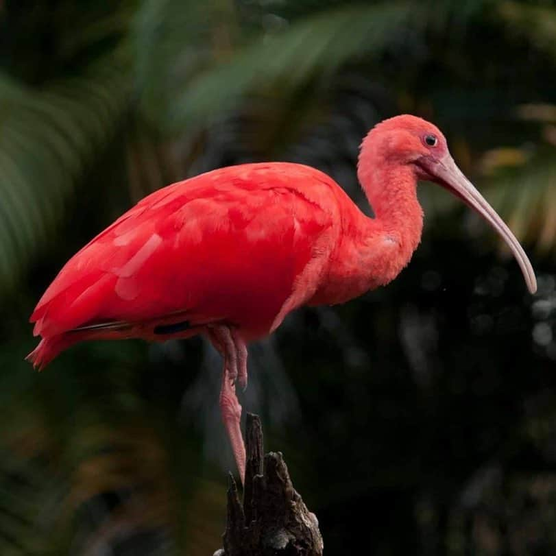 アメリカ自然史博物館さんのインスタグラム写真 - (アメリカ自然史博物館Instagram)「Meet the Scarlet Ibis (Eudocimus ruber)! This vibrant bird is native to northern South America and parts of the Caribbean, where it prefers swamps, mangroves, and mud flats. It isn’t always colorful—it starts out life with a mix of brown and grey plumage. As it grows and consumes red crustaceans, it turn a bright pink: more specifically, a pigment known as carotene in its diet is what contributes to its brilliant color. Photo: Renato Augusto Martins」3月19日 12時22分 - amnh