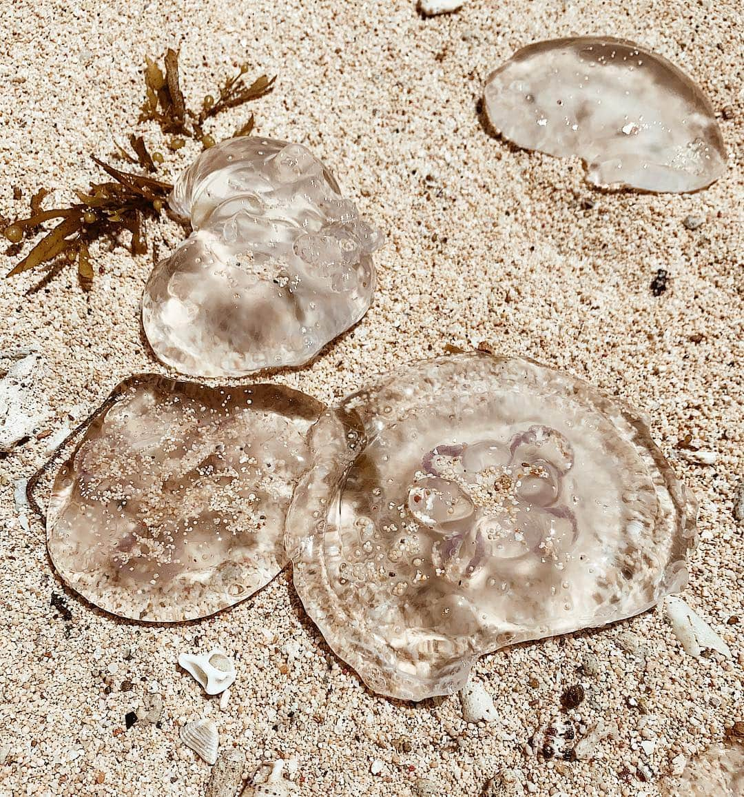 三浦大地さんのインスタグラム写真 - (三浦大地Instagram)「クリアで風や波に漂い、来たものだけを受け止め、ここぞという時には鋭さを。  打ち上げられて干からびることも受け入れる。  #師匠」3月19日 12時33分 - daichi_1127