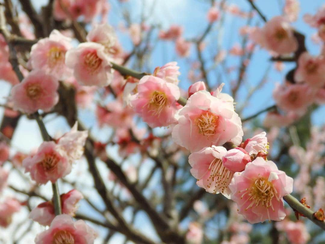 名取稚菜さんのインスタグラム写真 - (名取稚菜Instagram)「北野天満宮の梅苑にも行ったよ✨ 綺麗だったー！ . . . #kyoto #kyototrip  #北野天満宮 #北野天満宮梅苑  #京都 #京都旅行」3月19日 12時47分 - wakana_1995