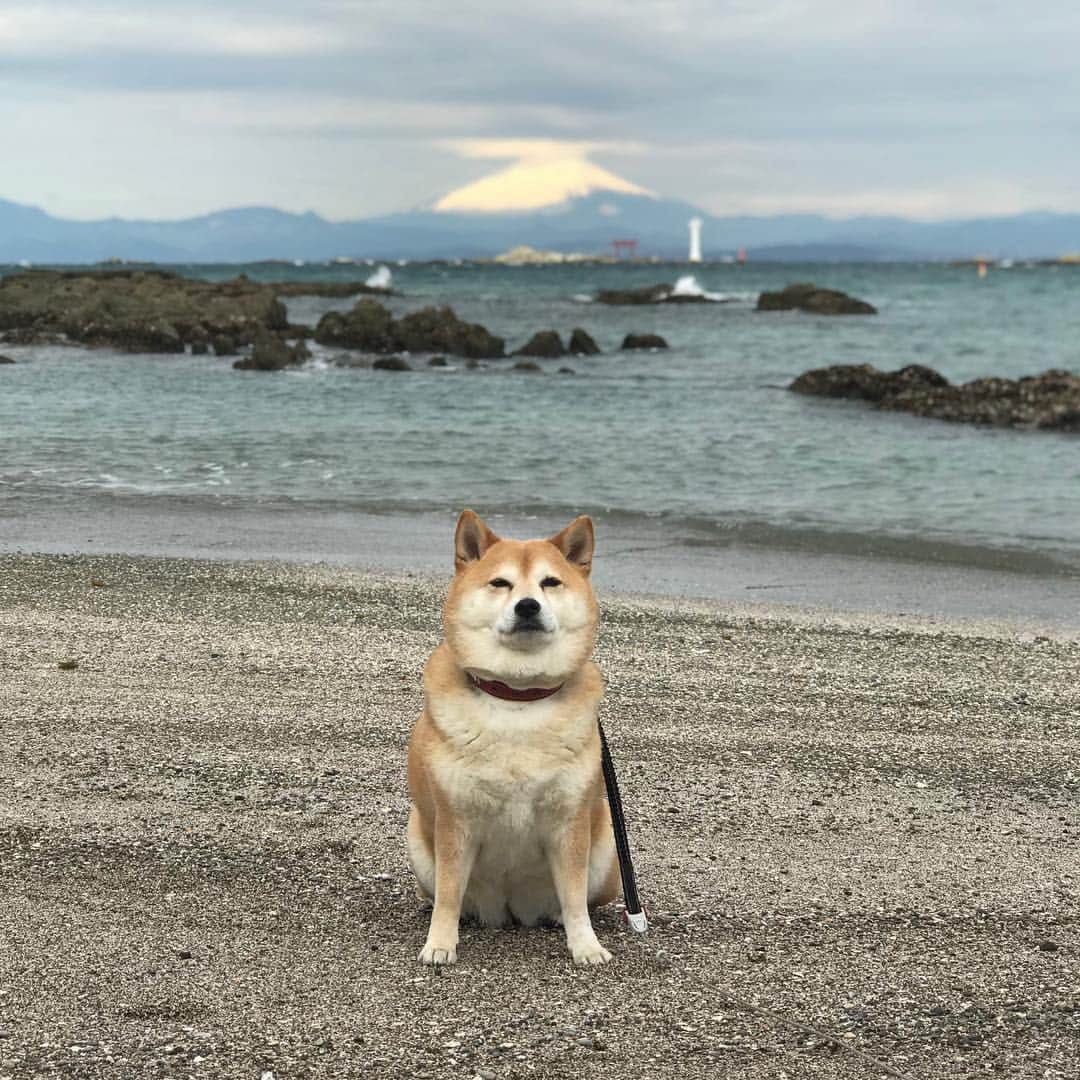 のインスタグラム：「今朝の富士山🗻マル子🐕 #マル子  #柴犬  #shiba」