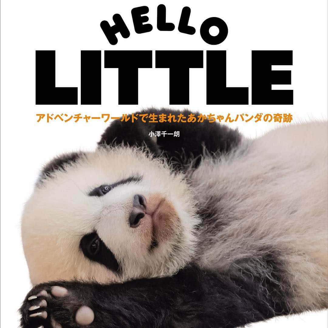 パンダ（白浜）さんのインスタグラム写真 - (パンダ（白浜）Instagram)「🐼 tomorrow on store HELLO LITTLE #彩浜 ！！😊 #HELLOLITTLE 🐼🐼🐼 #ハローリトル #baby #pandamental #アドベンチャーワールド #hellopanda #ハローパンダ #パンダグラビア and #panda #pandababy 🐼🐼🐼」3月19日 12時51分 - hellopanda_book