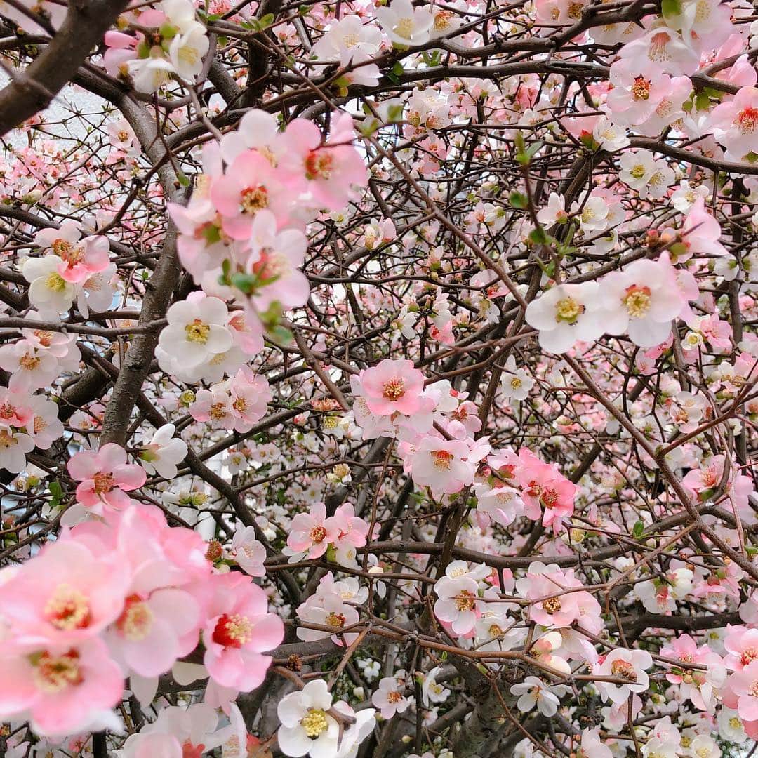 高河ゆんさんのインスタグラム写真 - (高河ゆんInstagram)「花粉症が厳しいのでなるべく外には出たくない反面  春だなあ😍って感じるとフラフラしたくなる アンビバレンツ😂」3月19日 14時22分 - kougayun