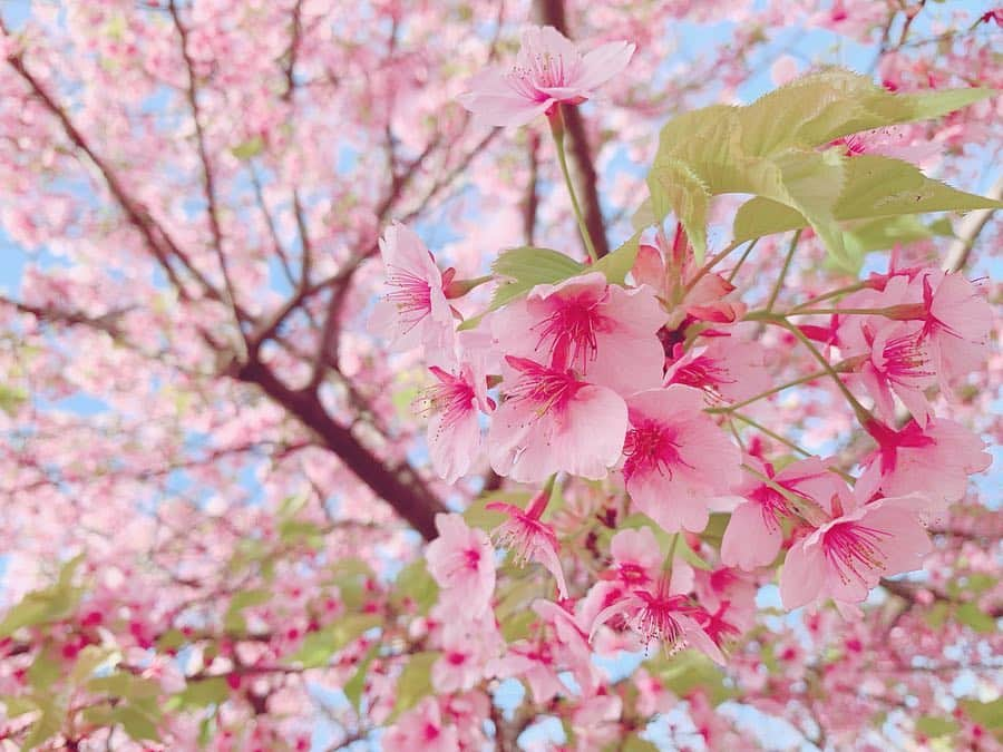 くりかさんのインスタグラム写真 - (くりかInstagram)「🌸#さくら #桜 #cherryblossom #散歩 #くぅすたぐらむ #photo #photography  #あゆみくりかまき #あゆくま」3月19日 14時24分 - kurika_ayumikurikamaki