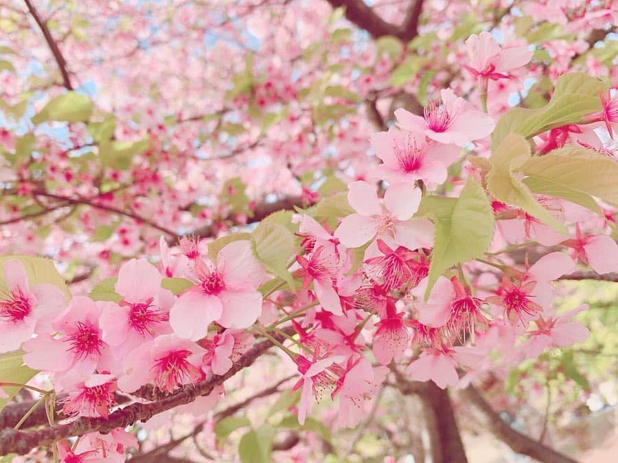 くりかさんのインスタグラム写真 - (くりかInstagram)「🌸#さくら #桜 #cherryblossom #散歩 #くぅすたぐらむ #photo #photography  #あゆみくりかまき #あゆくま」3月19日 14時24分 - kurika_ayumikurikamaki