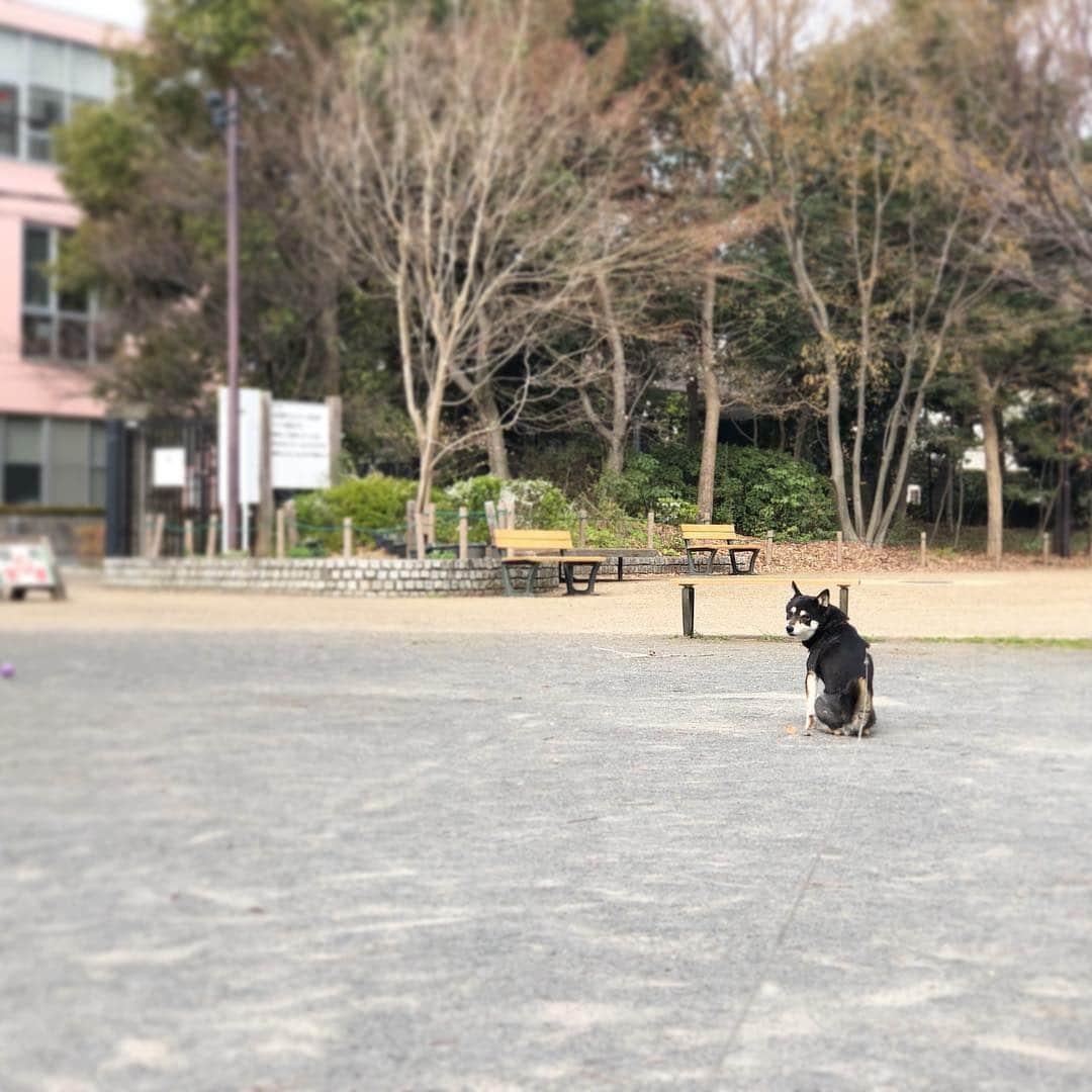 vo_coさんのインスタグラム写真 - (vo_coInstagram)「🐾 帰りたいアピールに遠慮がないタイプ。 * #非常勤柴こたつ  #shibastagram #instashiba #shiba #shibainu #黒柴 #柴犬」3月19日 14時42分 - vo_co