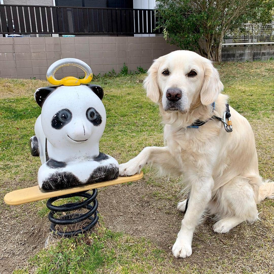 P太郎ママさんのインスタグラム写真 - (P太郎ママInstagram)「#ボクのトモダチ  紹介するね、パンダ🐼くん。 じつはそんなに仲良くないの。 #ゴールデンレトリバー  #goldenretriever  てゆーか。 だだちゃん、こーゆービヨンビヨン動くものはキライ。 ママンはけっこう好きだけど。遊具には年齢制限があるのね…」3月19日 15時11分 - ptarodada