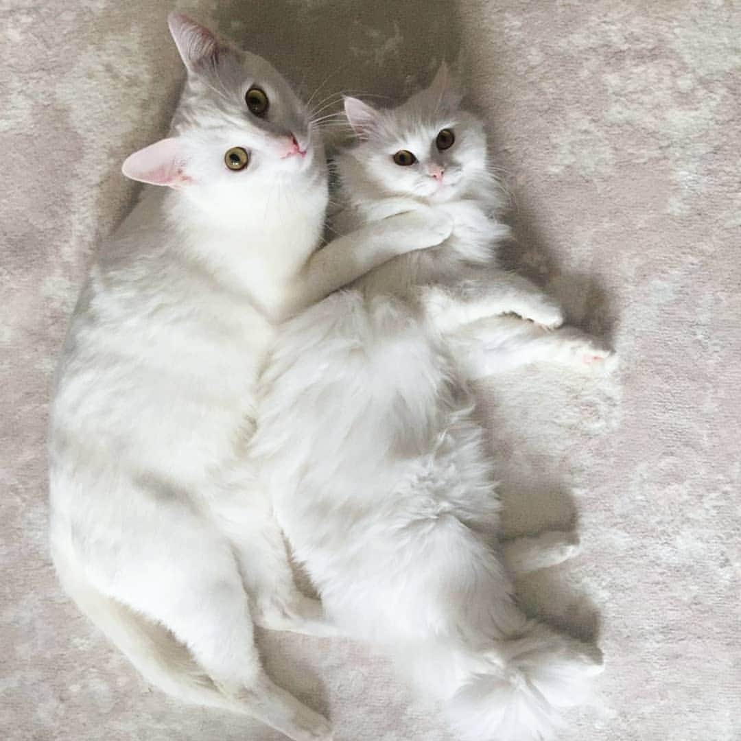 CatStockerのインスタグラム：「Hello! #catstocker is here!  Follow our FURRriend @beyazcikolatalikedi  Scroll right for more pictures 👉 . . . . .  #cat #neko #mačka #chat #kočka #котка #kotek #kot #кіт #mače #кошка #кот #katze #gato #gatto #kissa #kattunge #猫 #고양이 #貓 #kedi #köttur #kissanpentu #חתול #кішка #kedicik #кошеня #gattino #子猫」
