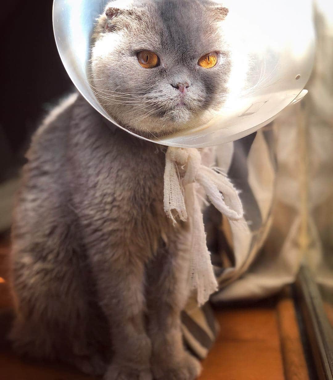 Millaさんのインスタグラム写真 - (MillaInstagram)「Milla's account has been a bit quiet lately and I wanted to give you an update on her health. For the past 3 months, Milla has been experiencing  several health issues and we are still trying to figure out exactly what is going on with her. Initially we believed it to be airborne allergens that was causing her severe dry skin, ear infections and respiratory issues. In January she started immunotherapy along with an Atopica and antihistamine. For a few weeks things appeared to be getting better, but soon after other issues began to develop. She began losing her fur, paws began to dry out and crack, respiratory issues became more prominent and was very lethargic.  She has had several visits with her main veterinarian, dermatologist and now internal medicine in the past few months. Last week we rushed her to the hospital as she began to have some sort of bacterial skin rash along with large patches of fur loss. During this visit a bacterial culture was submitted along with a skin biopsy by her dermatologist. In the same day she was sent to Internal Medicine for an abdominal ultrasound.  The bacteria collected showed a highly antibiotic resistant strain of staph bacteria (Staphylococcus Pseudintermedius) from the sample. Fortunately we were given a safe, topical antibiotic called Mupirocin, to help treat this. She is also taking Doxycycline and Entederm cream for her skin treatment.  Internal medicine’s ultrasound results showed some issues within her small intestinal wall. In order to know exactly what it is, Milla will need to undergo an endoscopy (a procedure in which a small camera is introduced into the body to view her small intestines) this week.  Those results will give us critical prognostic and treatment information. As of right now, Milla could possibly have an inflammatory disease or worst case scenario, low grade Lymphoma (cancer of the lymph nodes). Due to whatever is happening in her small intestines, her immune system is very low causing all of these  skin issues to surface.  We are also still waiting on Milla’s skin biopsy results, which we should be receiving any day now. (Continued in comments) 😺」3月19日 15時56分 - millathecat