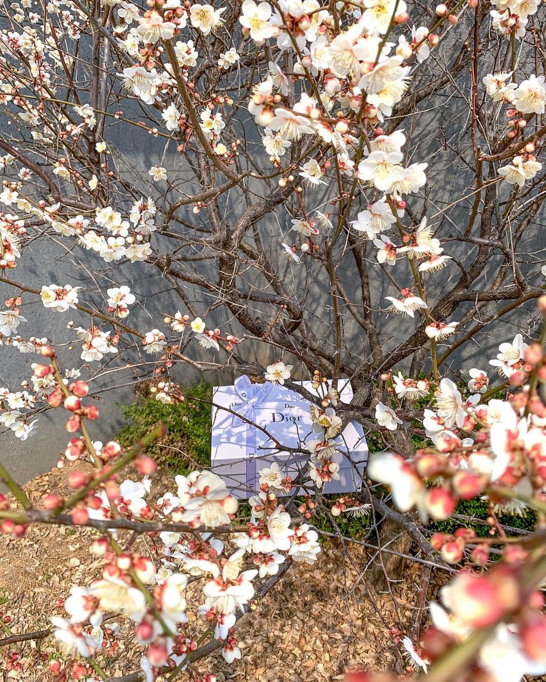 이미아 Mia Lee 李 美兒さんのインスタグラム写真 - (이미아 Mia Lee 李 美兒Instagram)「The cherry blossoms are in full bloom at my garden.  Would you like to stop by at my place for a tea and try a little gift from @diormakeup ?  매년 저희 집 정원의 벚꽃 올해도 예쁘게 만개했습니다. 🌸🌸🌸」3月19日 16時05分 - mia_personality