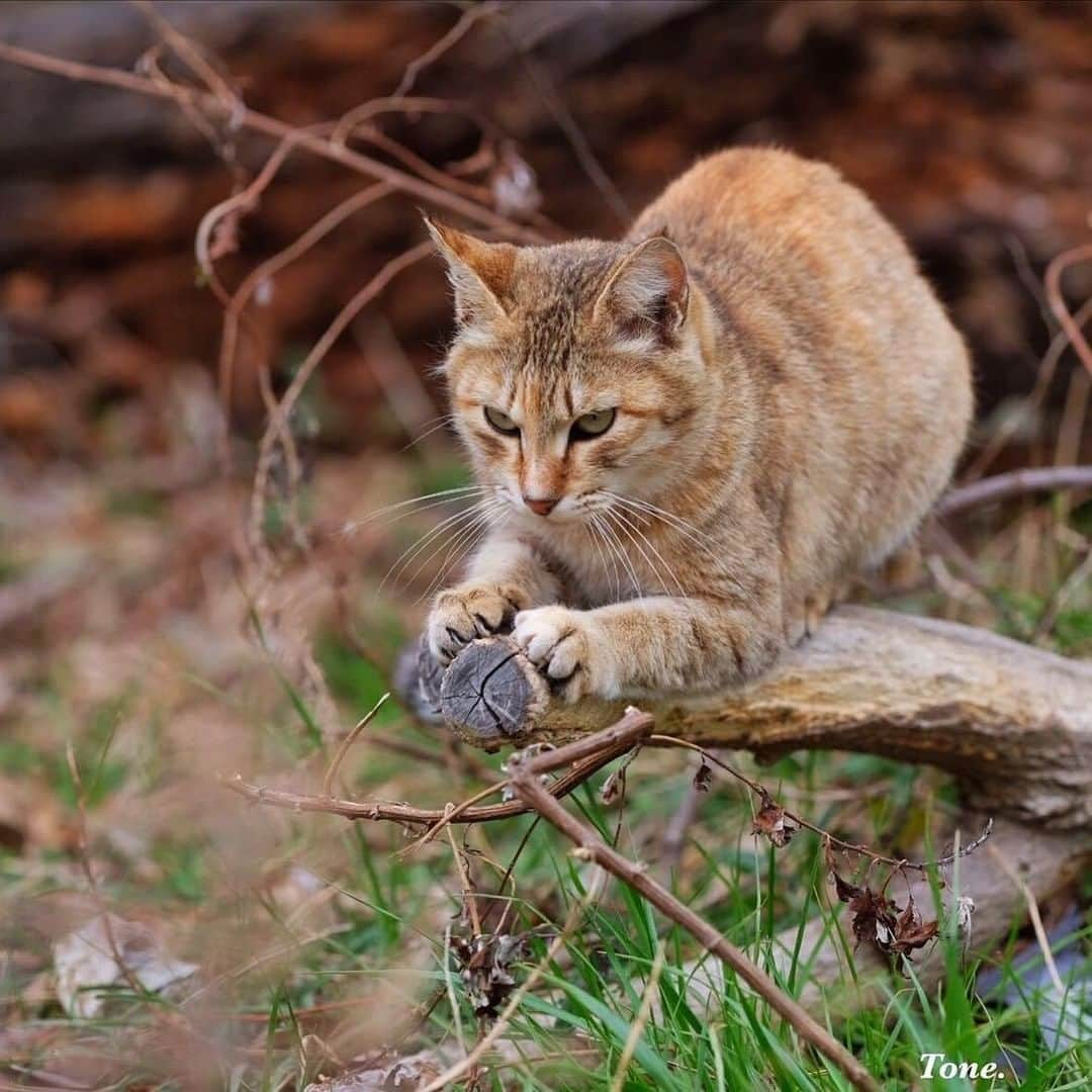 NEKOくらぶさんのインスタグラム写真 - (NEKOくらぶInstagram)「|| この道一筋のツメ研ぎ職人ニャ😼⠀ @tonega1 さんの作品ですにゃ（＝ΦωΦ＝）⠀ *⠀ いいね！＆コメント大歓迎！！⠀ *⠀ #nekoclub #NEKOくらぶ #Japan #Photo #写真 #日本 #cat #ネコ #ねこ #猫 ⠀ Follow: @nekoclub_jpn⠀ *⠀ ▼【廣済堂出版共同企画】NEKOくらぶの皆さまとつくる「NEKOくらぶ写真集」、発売中♪（＝ΦωΦ＝）⠀ ※詳細は本アカウント「 @nekoclub_jpn 」のプロフィールに固定しているハイライトから」3月19日 16時00分 - nekoclub_jpn