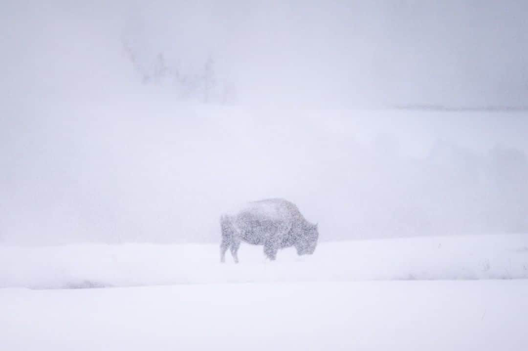 National Geographic Travelさんのインスタグラム写真 - (National Geographic TravelInstagram)「Photo by @michaelclarkphoto | A single Bison in Biscuit Basin watching out for the rest of the herd near Old Faithful in Yellowstone National Park on a snowy winter day in Wyoming. #wyoming #yellowstone #bison #biscuitbasin」3月19日 16時04分 - natgeotravel