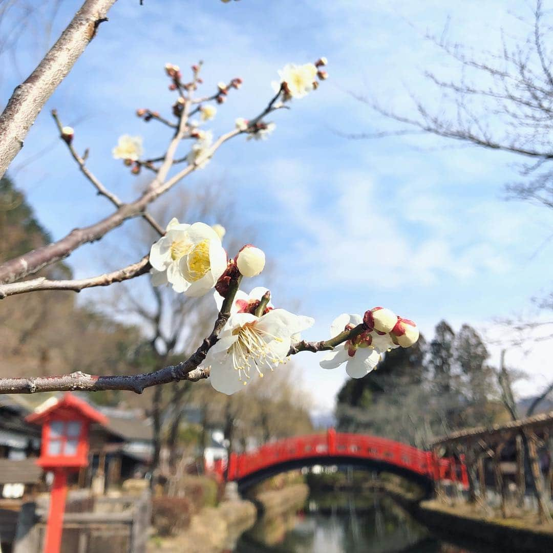 江戸ワンダーランド 日光江戸村さんのインスタグラム写真 - (江戸ワンダーランド 日光江戸村Instagram)「・ 梅 | plum  春よ、来い！ Longing for spring! ・ ・ #梅 #江戸の街並み #江戸ワンダーランド日光江戸村 #江戸ワンダーランド #日光江戸村 #日光 #栃木 #日本 #江戸 #いざ江戸へドロン #plum #spring #timetraveller #japantrip #edoera #ig_japan #edo #beautifuljapan #japanese_history #histgram #instagramjapan #jp_gallery #japaneseculture  #edowonderland #nikko #tochigi #japan #edo」3月19日 16時08分 - edowonderland_official