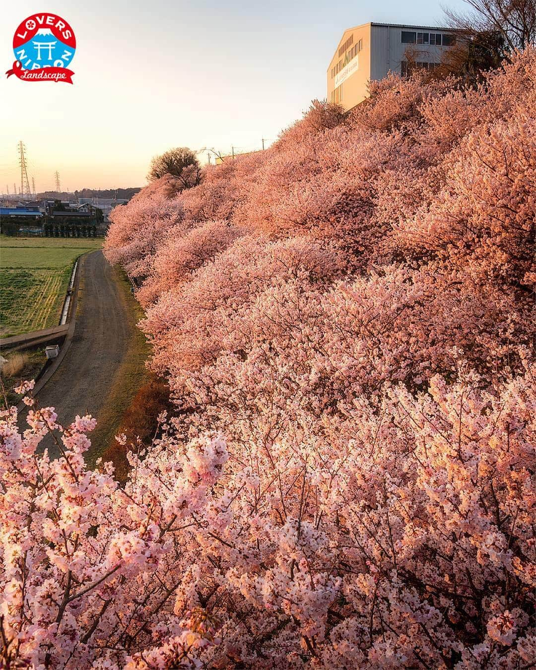 Only Japanese photographsさんのインスタグラム写真 - (Only Japanese photographsInstagram)「🇯🇵Today's best photo of Japan🇯🇵 Featured Artist : 🏆 @mori_keke 🏆 Featured tag : #Lovers_Nippon Location : 神奈川県(kanagawa,Japan) Photo selected : @nakashi726 ￣￣￣￣￣￣￣￣￣￣￣￣￣￣￣￣￣￣￣￣ 『お願い』  都道府県のみでも結構ですので必ず国内の撮影場所を明記ください。 風景【 #Lovers_Nippon 】 ポートレート【 #Lovers_Nippon_Portrait 】 アート【 #Lovers_Nippon_Artistic 】 ￣￣￣￣￣￣￣￣￣￣￣￣￣￣￣￣￣￣￣￣」3月19日 16時43分 - lovers_nippon