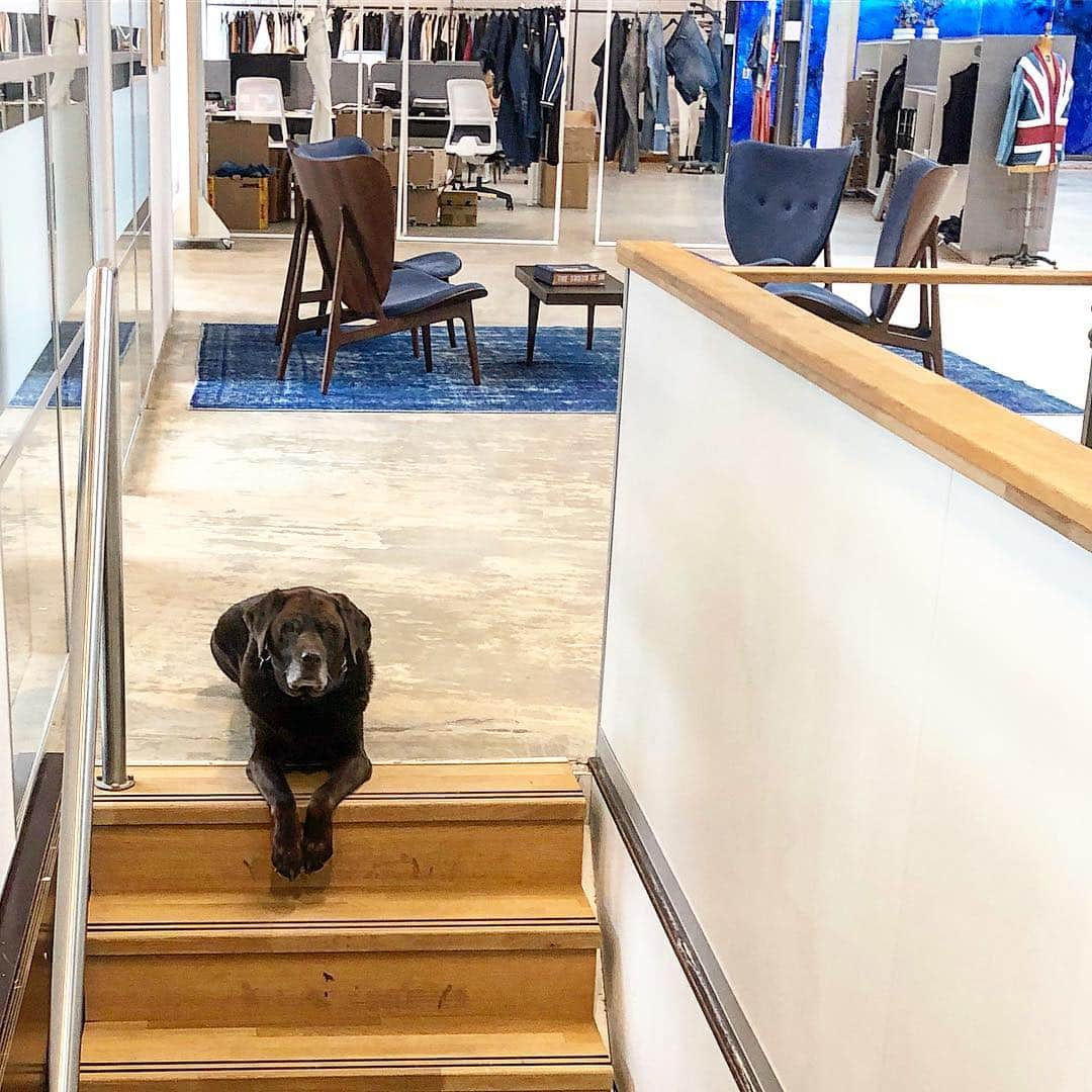 のインスタグラム：「Norton has found his new place in our new studio. Guarding the stairs. #norton #denham #hq #amsterdam #dog #labrador # #jasondenham #denhamthejeanmaker #thetruthisinthedetails ✂️」