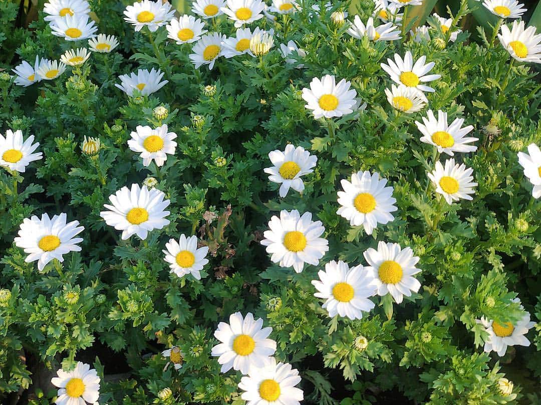 平木愛美のインスタグラム：「🌼🌼 春はもう、きてるなぁ。嬉しい。 でもそのまえに今週末から暑いところへ♡🐨わくわく。 さて出発までお撮影がんばるよー！ #manaminflowers」