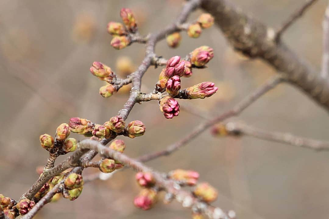 東京造形大学 Tokyo Zokei Universityさんのインスタグラム写真 - (東京造形大学 Tokyo Zokei UniversityInstagram)「_ 桜の開花が待ち遠しい時期となりました🌸 東京造形大学は明日3/20（水）に学位授与式を執り行います🎓 ・ 月日 ： 3月20日(水) 時間 ： 11：00 ー 12：40 受付 ： 10：00 ー 会場 ： オリンパスホール八王子（ＪＲ八王子駅南口） ・ #東京造形大学 #卒業式 #学位授与式 #春 #桜 #tokyozokeiuniversity #zokei #graduation #spring #sakura #cherryblossoms」3月19日 17時29分 - tokyo_zokei_univ_official