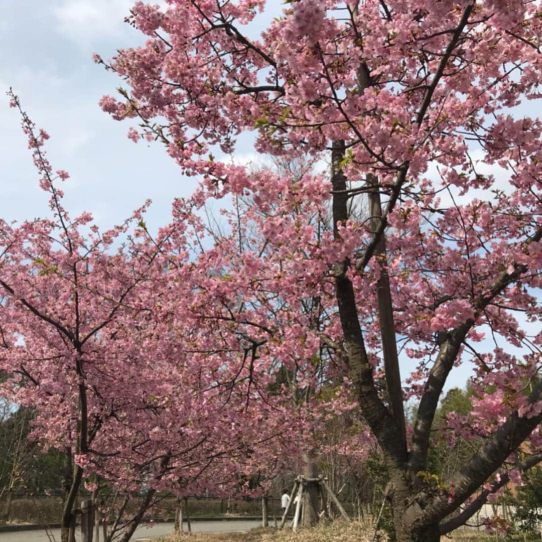 大西蘭さんのインスタグラム写真 - (大西蘭Instagram)「・ 河津桜🌸 ・ 春気分🌸 ・ ソメイヨシノより濃いピンク色で可愛い💕 ・ 河津桜は花と葉が同時に出てくるから、花のピンク色と葉の緑色が同時に楽しめる😍 ・ #河津桜 #桜 #もうすぐ春ですね #kawazuzakura #cherryblossom #springhascome」3月19日 17時30分 - onishiran