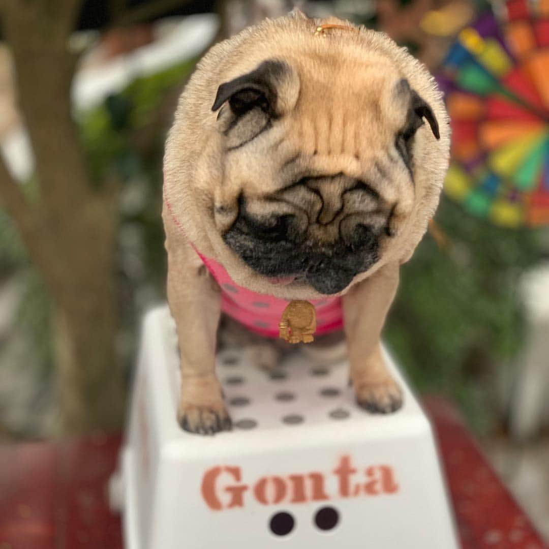 gontaさんのインスタグラム写真 - (gontaInstagram)「It is time to start a skateboard🛹#keelyafternoontea #Gonta2#speakpug #smilingpugs #pugjapan #love#pug #instpug #pugshit #pugsoninstagram #zerozeropug #worldofpug #skateboardpug」3月19日 17時36分 - gehhah