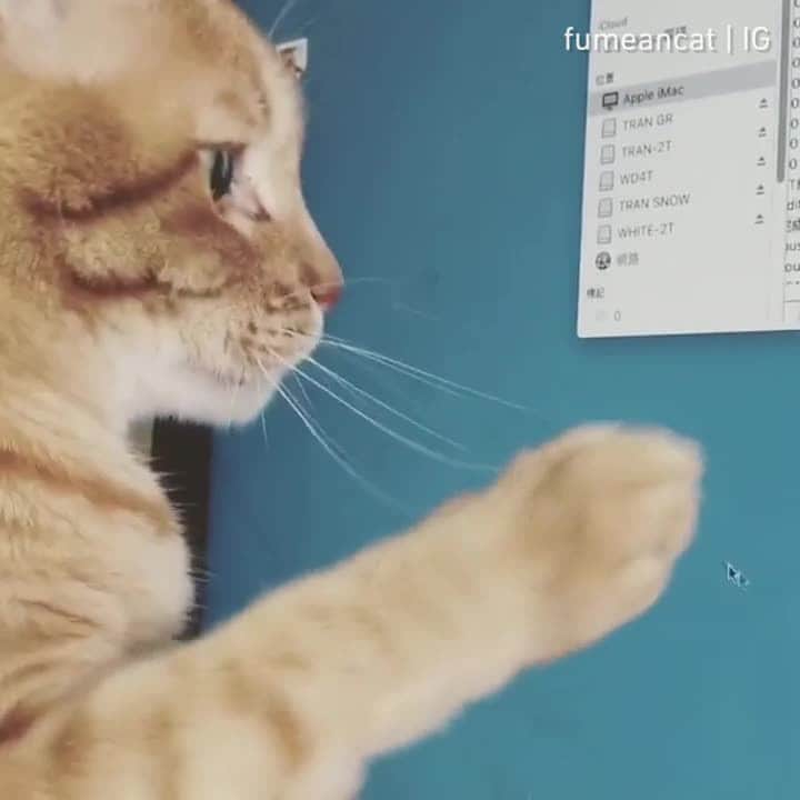 のインスタグラム：「I'll catch that mouse ⠀ ⠀ 📹@fumeancat⠀ ⠀ #meowed #黃阿瑪的後宮生活 #fumeancat #阿瑪 #嚕嚕 #蚊子 #貓 #mouse #catlife #mouse #cursor #🇹🇼」