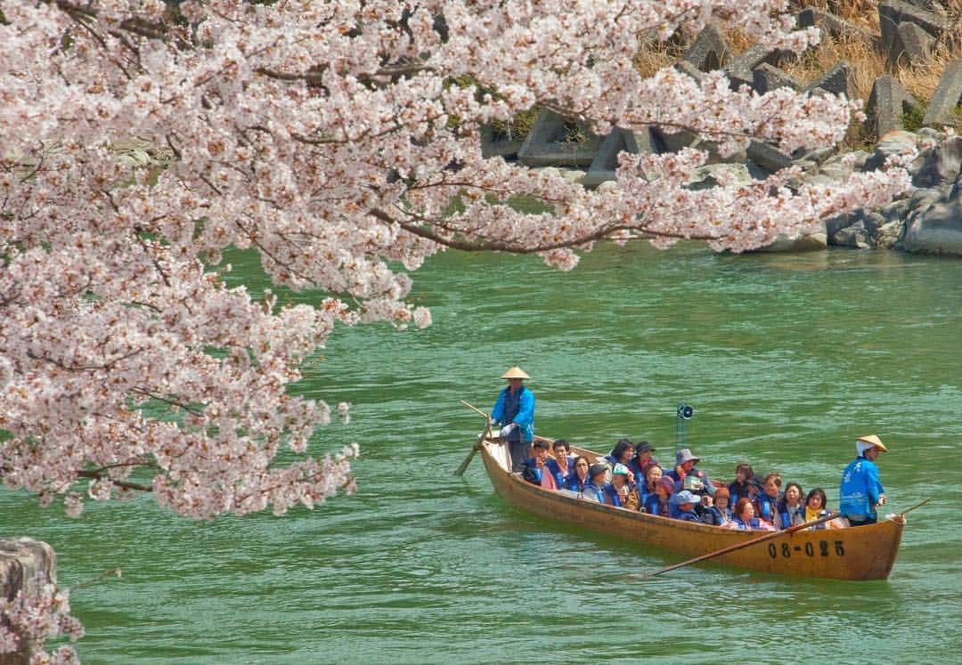 asoview! さんのインスタグラム写真 - (asoview! Instagram)「四季折々の様々な表情を魅せる天竜川で舟下り体験。長野県・鵞流峡のダイナミックな渓谷を35分間かけて下ります。⁣⠀ .⁣⠀ 美しい景観はもちろん、豪快な波しぶきも天竜舟下りの魅力の一つです。急流やカーブが多くスリル満点の川旅を満喫できますよ。⁣⠀ .⁣⠀ 春は桜やつつじ、夏は緑、秋は紅葉と四季が織りなす自然の美も見どころ。平成最後の春は、天竜川にかかる満開の桜を眺めながら舟下りを楽しんでみてはいかがでしょうか？⁣⠀ ≕≔≕≔≕≔≕≔≕≔≕≔≕≔≕≔≕≔≕≔⁣⠀ 🌏Location @鵞流峡⁣⠀ 🏃Organizer is 天竜舟下り⁣⠀ 📷Picture by @tenryufunakudari⁣⠀ ≕≔≕≔≕≔≕≔≕≔≕≔≕≔≕≔≕≔≕≔⁣⠀ .⁣⠀ 🌸アソビュー春キャン開催中🌸⁣⠀ フォロー&コメントしてくれた方の中から抽選で⁣⠀ 全国のアクティビティや体験で使える「アソビューギフト」1万円分が当たります！⁣⠀ 詳細は @asoview プロフィール欄のリンクよりご確認ください。⁣⠀ .⁣⠀ 🏄全国1万9千件以上の遊び紹介中⛺⁣⠀ @asoview⁣⠀ .⁣⠀ あなたの体験の思い出を#アソビュー のハッシュタグをつけて教えてください♪⁣⠀ ステキな投稿はasoview!や @asoviewでご紹介させていただきます❤⁣⠀ .⁣⠀ #本日のアソビ は⁣⠀ https://www.asoview.com/item/activity/pln3000003180/⁣⠀」3月19日 18時03分 - asoview