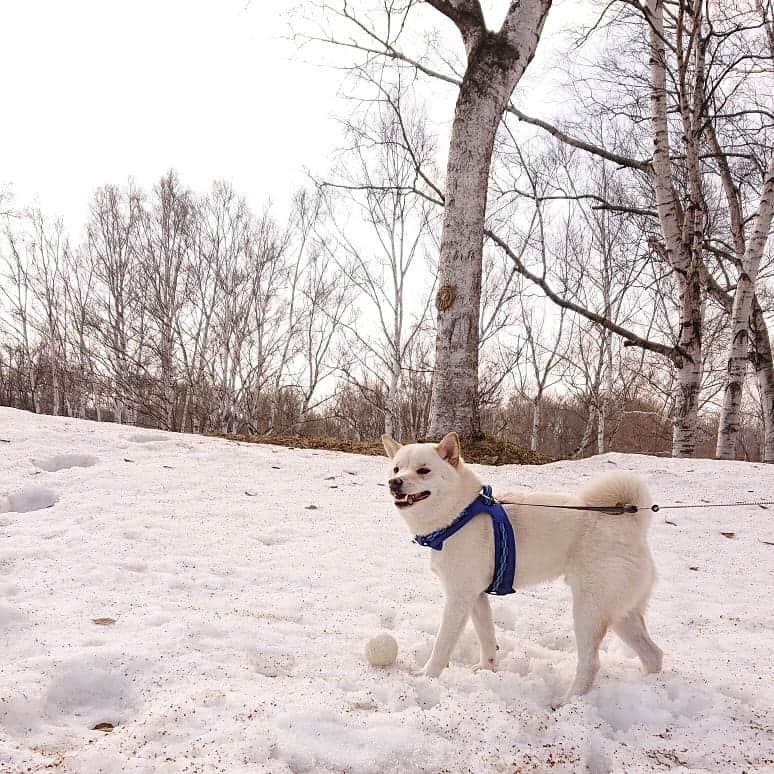 ホルスタイン・モリ夫さんのインスタグラム写真 - (ホルスタイン・モリ夫Instagram)「雪の遊びはそろそろ終わりかな。 #飼い主気取り #南区まだ雪ある #さんざん遊んだのに全然寝ない #肛門つけんなや #柴犬 #白柴 #shibainu」3月19日 18時04分 - morry_aroi