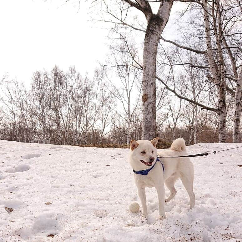 ホルスタイン・モリ夫さんのインスタグラム写真 - (ホルスタイン・モリ夫Instagram)「雪の遊びはそろそろ終わりかな。 #飼い主気取り #南区まだ雪ある #さんざん遊んだのに全然寝ない #肛門つけんなや #柴犬 #白柴 #shibainu」3月19日 18時04分 - morry_aroi