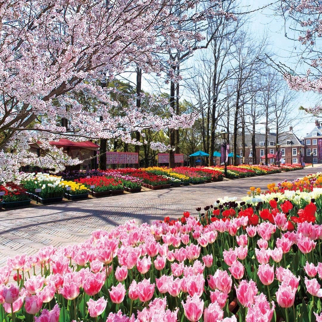 一休.com公式アカウントさんのインスタグラム写真 - (一休.com公式アカウントInstagram)「【桜とチューリップで感じる春の訪れ】  オランダの街並みを再現したテーマパーク、ハウステンボスでは、2月9日（土）から4月14日（日）まで「大チューリップ祭」を開催中。3月30日（土）からは「さくら祭」も開幕し、桜とチューリップのコラボレーションが楽しめます。ハウステンボスの街角に佇む「ホテルヨーロッパ」に宿泊すれば、そんな春限定の絶景にすぐに会いに行けます。 →@ikyucom  #一休コンシェルジュ #こころに贅沢させよう #一休com #hoteleurope #huistenbosch #nagasaki #japan #japantrip #explorejapan #discoverjapan #travel #sakura #cherryblossom #tulip #ホテルヨーロッパ #ハウステンボス #長崎 #チューリップ #チューリップ祭 #お花見 #大人旅 #桜並木 #国内旅行 #長崎旅行 #九州旅行 #旅行 #桜 #さくら祭 #春 #桜前線」3月19日 18時17分 - ikyucom