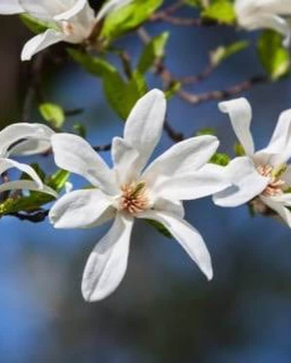 日下裕江さんのインスタグラム写真 - (日下裕江Instagram)「桜❀.*･ﾟ 開花するかな〜｡:ஐ⋆* わくわく♪  はよ見たい♡ はよ暖かくならんかな♡  ポカポカ陽気の中を 散歩したいな🐾  #春よこい #早く来い #桜開花待ち遠しい #散歩 #toypoodle #dogstagram」3月20日 5時05分 - hiroe___h