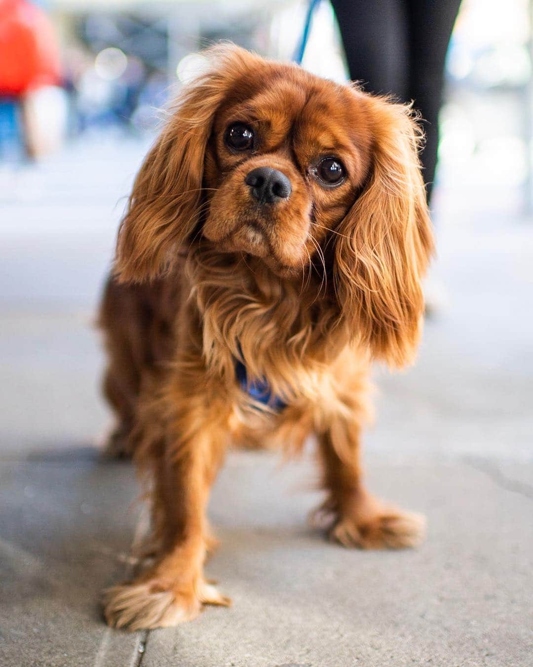 The Dogistさんのインスタグラム写真 - (The DogistInstagram)「Hartley, Cavalier King Charles Spaniel (18 m/o), 9th & 5th Ave., New York, NY • “He has a chirp when he swallows and he loves to pee on bicycles.”」3月20日 3時51分 - thedogist