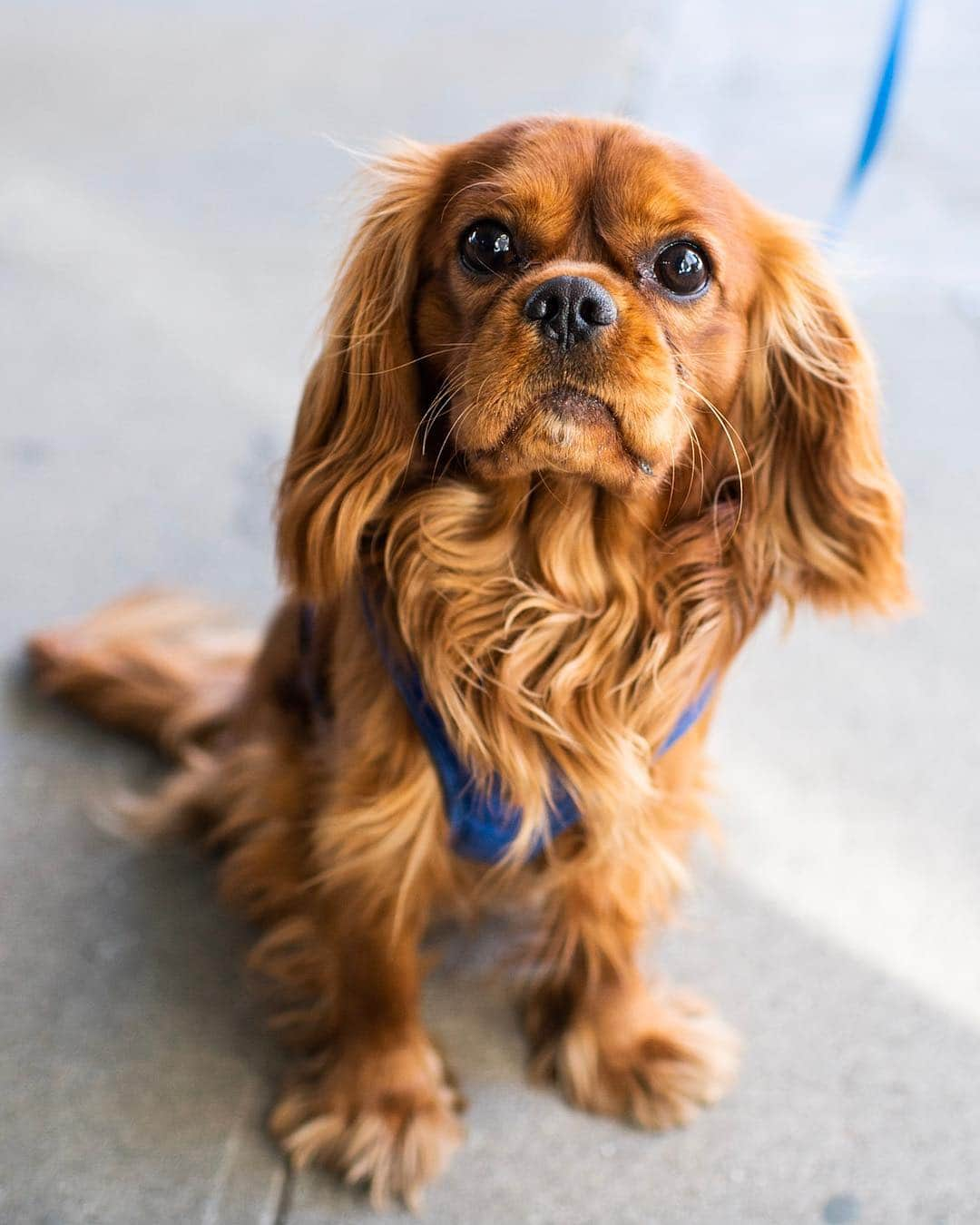 The Dogistさんのインスタグラム写真 - (The DogistInstagram)「Hartley, Cavalier King Charles Spaniel (18 m/o), 9th & 5th Ave., New York, NY • “He has a chirp when he swallows and he loves to pee on bicycles.”」3月20日 3時51分 - thedogist