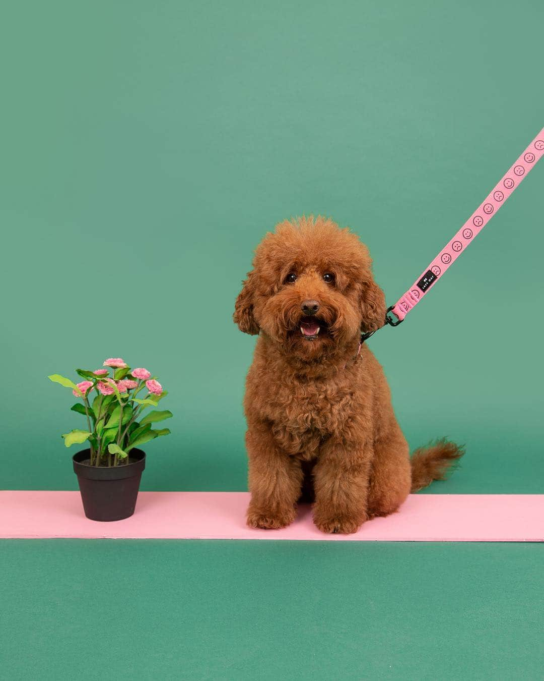 レイジー・オーフさんのインスタグラム写真 - (レイジー・オーフInstagram)「Your pet puts up with you on the regular so at least treat your furry friend to a cute AF lead. Matching collar available (🐶 @fyfy_toffy)」3月20日 3時59分 - lazyoaf