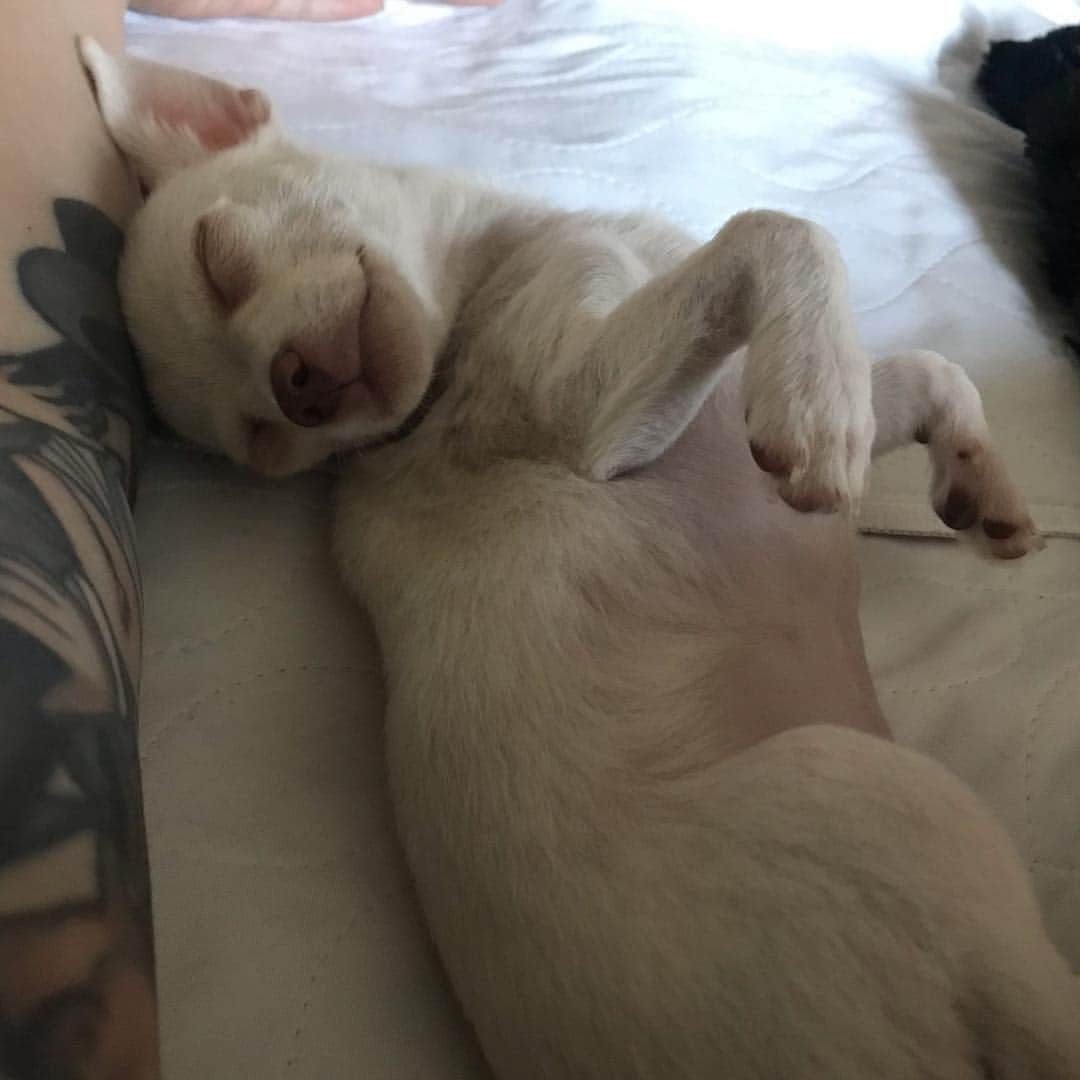 マーガレット・チョーさんのインスタグラム写真 - (マーガレット・チョーInstagram)「Lucia!!!!! #rescuedog #rescuedogsofinstagram #chihuahua」3月20日 4時36分 - margaret_cho