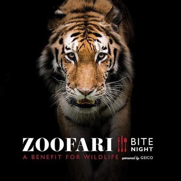 スミソニアン国立動物園さんのインスタグラム写真 - (スミソニアン国立動物園Instagram)「🐯🥩Sink your teeth into ZooFari: Bite Night, sponsored by GEICO! On May 16, join us for animal encounters, unforgettable entertainment & the best gourmet bites in the city. Best of all, your support helps the Smithsonian save animals! 🎫GET YOUR TIX: s.si.edu/2mUIayn. (Link in profile.)」3月20日 4時40分 - smithsonianzoo