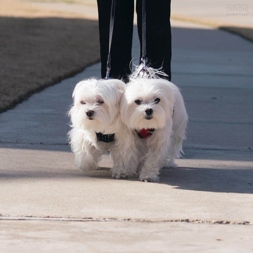 hi.arodさんのインスタグラム写真 - (hi.arodInstagram)「My legs might be shorter, but I always want to be the leader… Unfortunately I don’t always get what I want...😑 ・・・・ #withmygirl #withmygirlfriend #runrunrun #dogwalk #walkdog #walkingdog #walkingdogs #dogandlife #fluff #fluffywhitedog #fluffywhite #twodogs #twodogsarebetterthanone #dogsof #lifewithdogs#twinsies #bestfriends_dogs #thewaylifeshouldbe #wooftoday#ig_dogphoto #happydoghappylife#malteselifestyle#dogdays#dallasdogs #dogsoftexas#hiarod #arod #maltese #犬 #maltês」3月20日 4時46分 - hi.arod