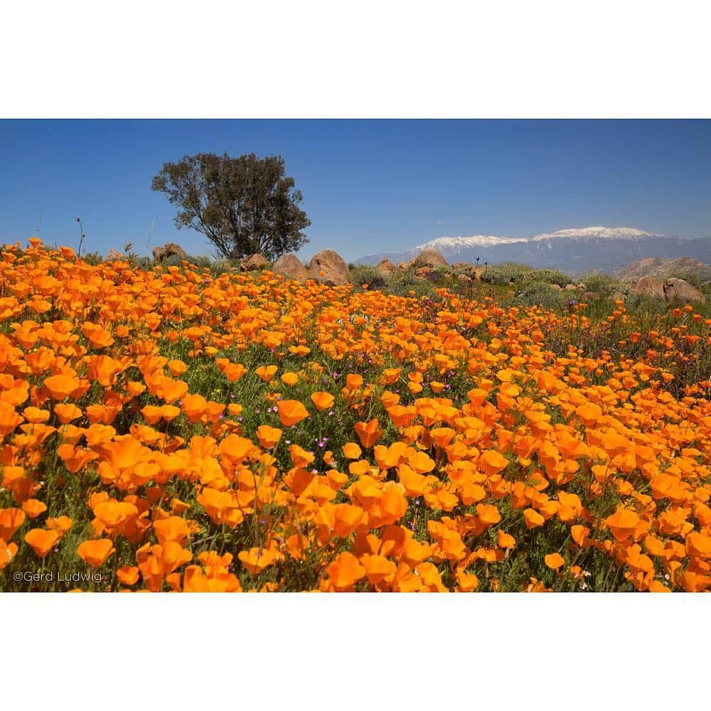 Gerd Ludwigさんのインスタグラム写真 - (Gerd LudwigInstagram)「Southern California is experiencing a wildflower “super bloom” for the second year in a row, a result of heavy rainfall in February and early March. Since the town of Lake Elsinore was overrun with approximately 100,000 visitors this past Sunday, I retreated to a quiet hillside near Perris and found this lovely scene with blooming California poppies.  @thephotosociety @natgeoimagecollection #California #superbloom #poppies」3月20日 4時51分 - gerdludwig