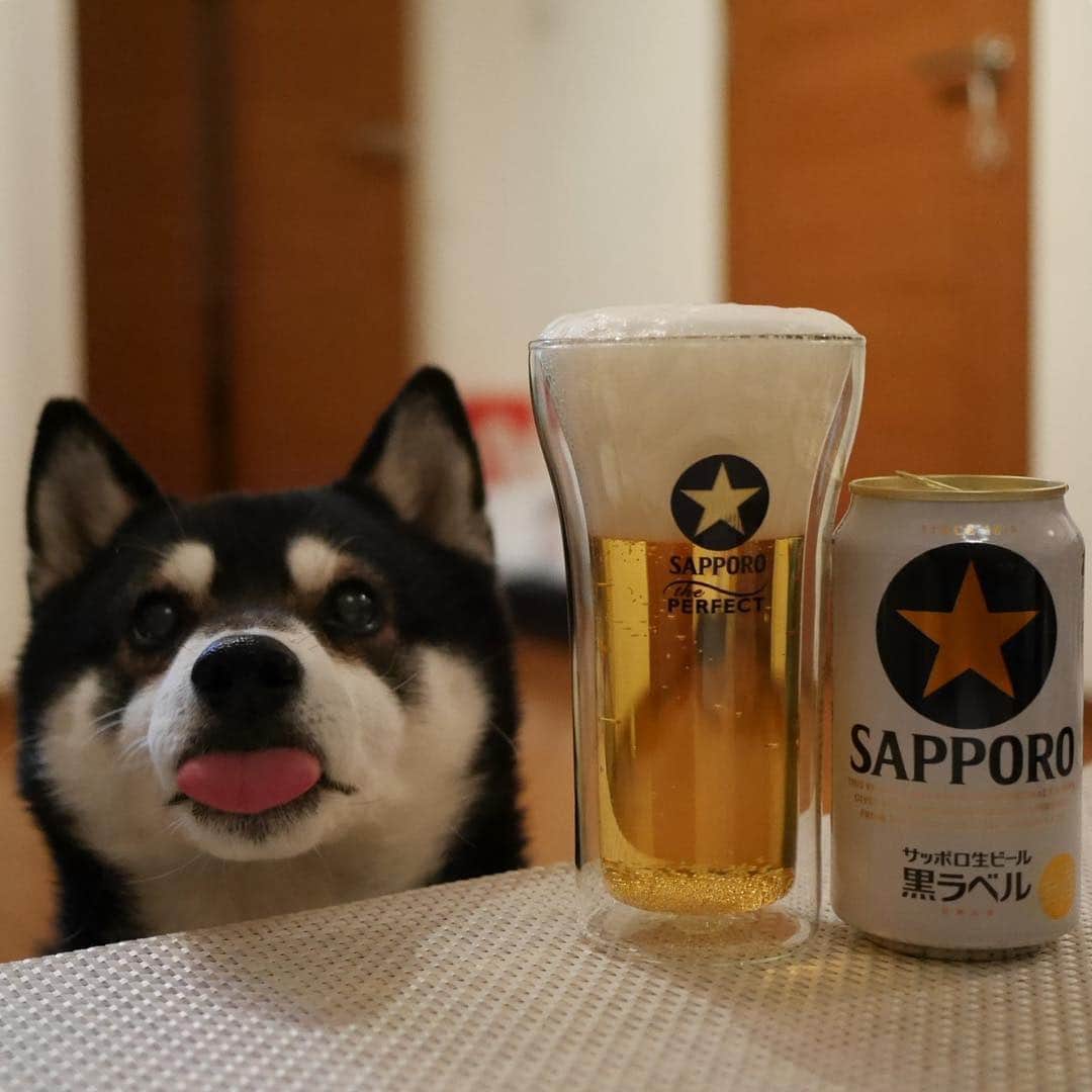 のインスタグラム：「本日もお疲れちゃんでした🍺 #目線の先にはおやつ #お疲れちゃんビール #サッポロ黒ラベル #サッポロ生ビール黒ラベル #黒ラベル #サッポロビール #sapporobeer #lovebeer #⭐︎SAPPORO #黒柴 #柴犬 #和犬 #日本犬 #晩酌犬 #座敷犬 #癒し犬 #犬のいる暮らし #犬のいる生活 #わんこと一緒 #わんこのいる暮らし #柴犬のいる暮らし #柴犬の癒し #柴犬と一緒 #わんこのいる生活 #ふわもこ部 #わんだフォ #わんだふるjapan #チョイペロ #ちょいぺろ」