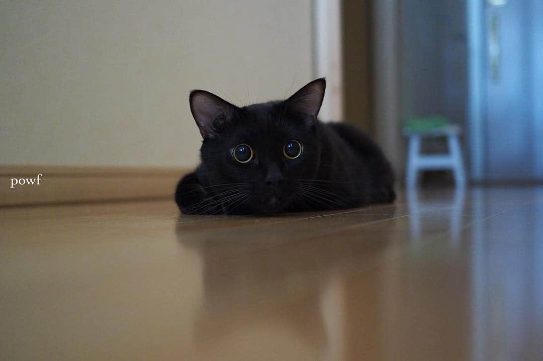 anemone_69さんのインスタグラム写真 - (anemone_69Instagram)「. Ⓚⓨⓞⓙⓤ . . #ハカセとキョウジュ #blackcat #黒猫 #cat #猫 . .」3月19日 20時16分 - powf