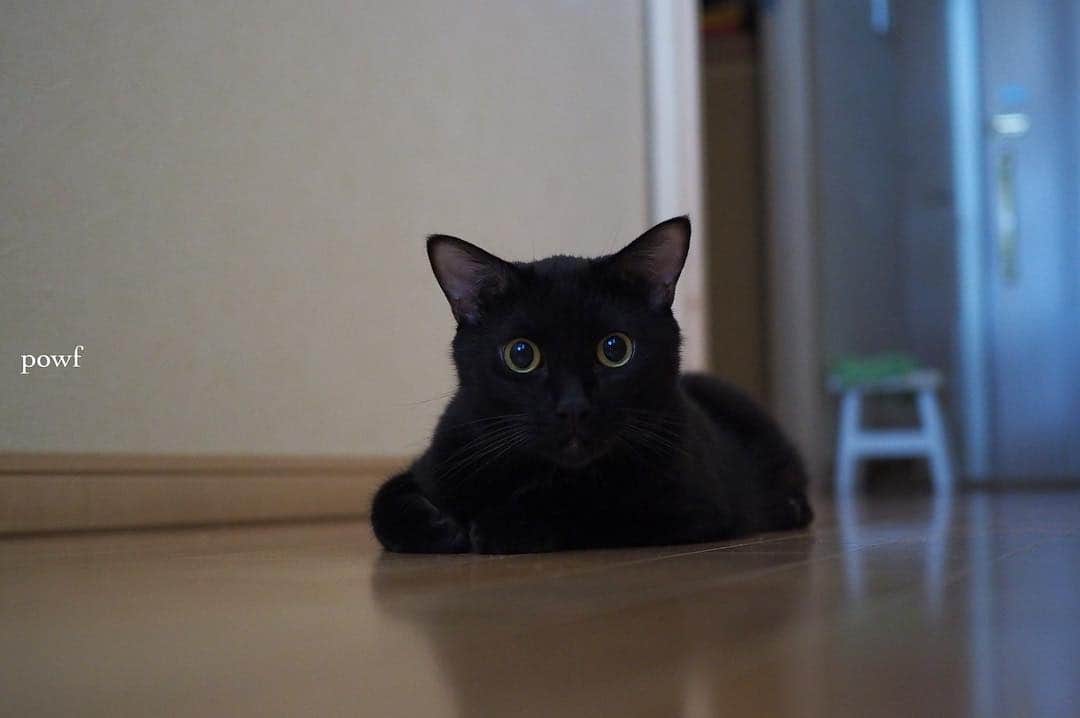 anemone_69のインスタグラム：「. Ⓚⓨⓞⓙⓤ . . #ハカセとキョウジュ #blackcat #黒猫 #cat #猫 . .」