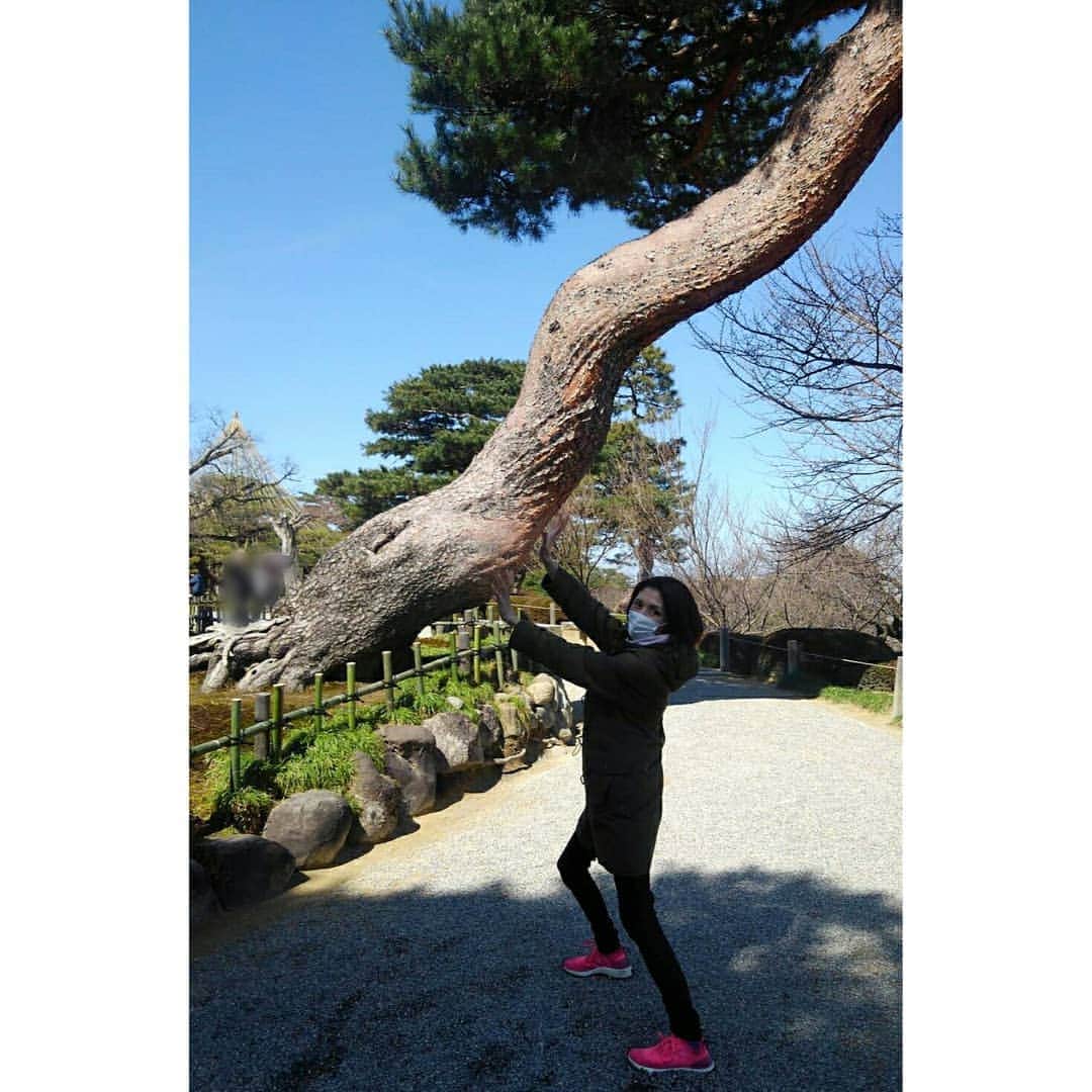 吉井怜さんのインスタグラム写真 - (吉井怜Instagram)「歩道をまたいで斜めに生え広がる木。 木よりも手前に立って さも、手で支えている風ショット！  一度やってみたかった😂 若干浮いてる？ 指で支えてるみたい(；・∀・) ジャンプ写真についで、こりゃハマりそうだわ(^ω^) #遠近法で遊ぶ  誕生日のお祝いコメントありがとうございました！！ #感謝  #吉井怜 #Amebablog #吉井怜オフィシャルブログ #シェア投稿」3月19日 20時22分 - rei_yoshii