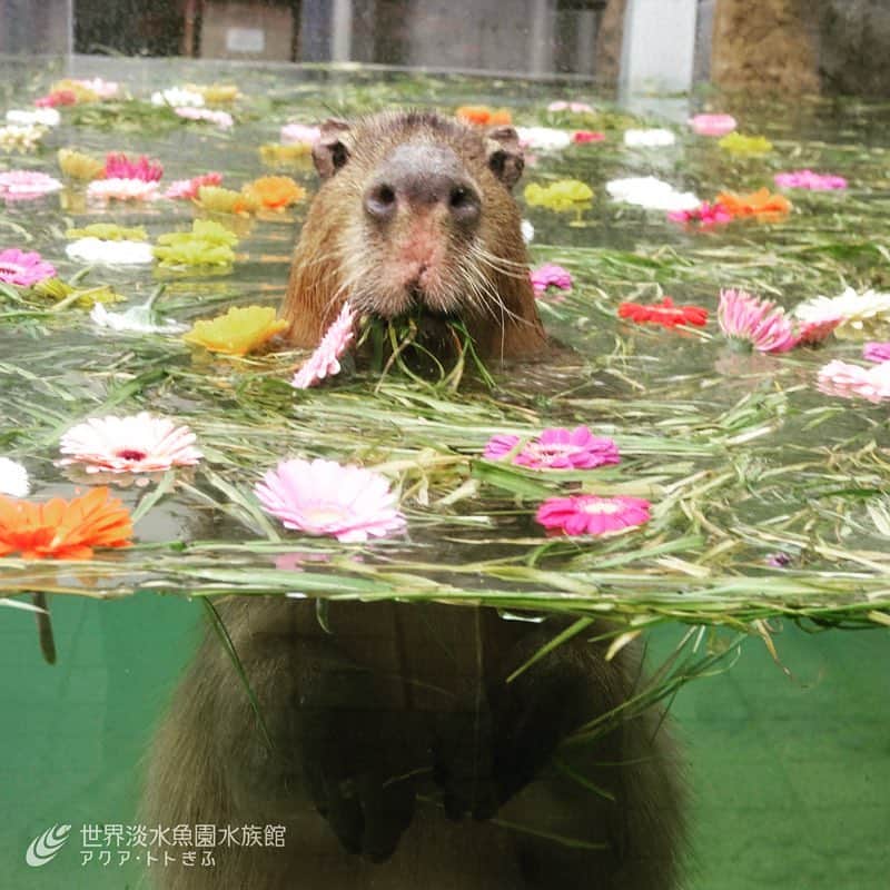 世界淡水魚園水族館 アクア・トト ぎふのインスタグラム：「お花畑のプールで泳ぐカピバラ！？ 3/21から3/31までの土日祝日限定でカピバラのイベントを開催します！イベントの詳細はホームページをご覧ください！  #アクアトト #アクアトトぎふ #カピバラ #capybara」
